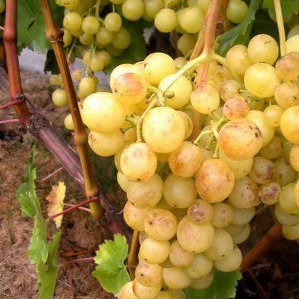 виноград магдальский