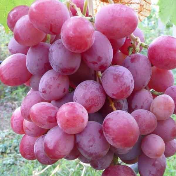 виноград минский розовый