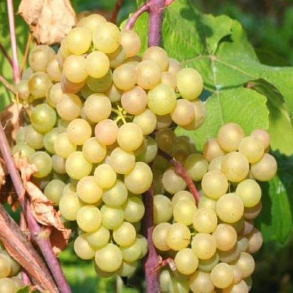 виноград платовский