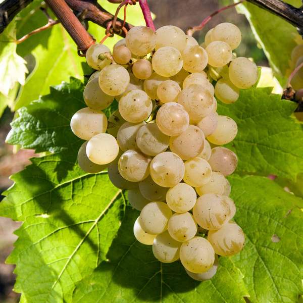 виноград тамбовский белый