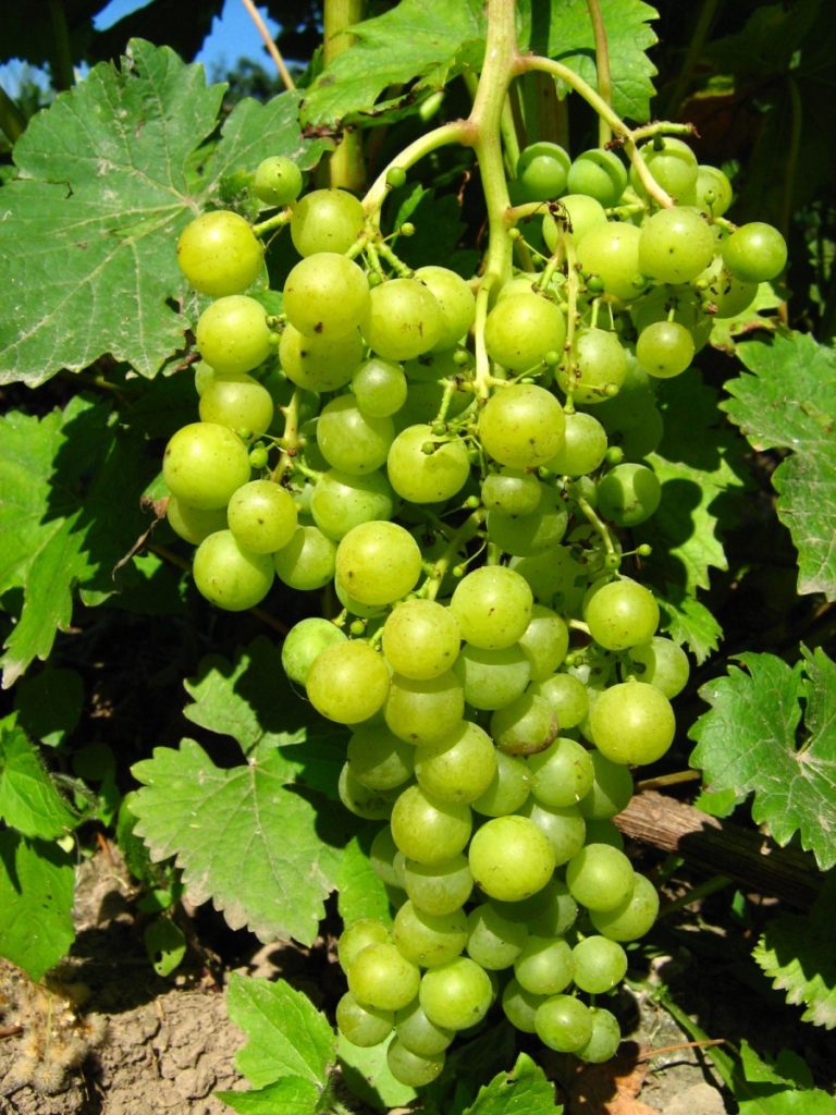 Виноград Супага