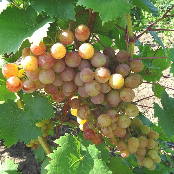 виноград новоукраинский ранний